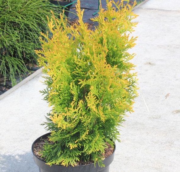 Туя западная 'Янтарь'